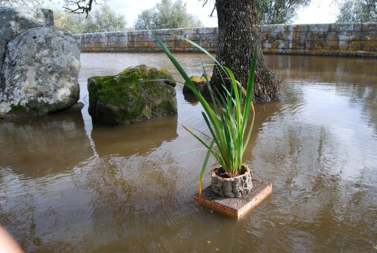 Cork Island Pot-M